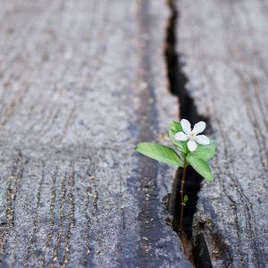 Mental Strength:  Hope and Resilience